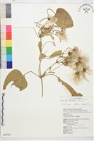 田代氏鐵線蓮藏品圖，第2張