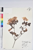 馬銀花藏品圖，第1張
