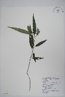 長花九頭獅子草、山藍藏品圖，第1張