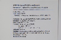 長花九頭獅子草、山藍藏品圖，第2張