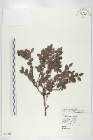 楓港柿藏品圖，第1張