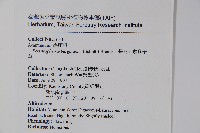 長花九頭獅子草、山藍藏品圖，第2張