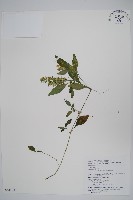 臺灣明萼草藏品圖，第1張