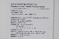 臺灣明萼草藏品圖，第2張