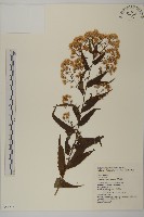 臺灣馬蘭藏品圖，第1張