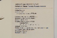 臺灣馬蘭藏品圖，第2張