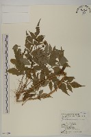 鬼針舅藏品圖，第1張