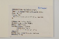 鬼針舅藏品圖，第2張