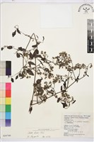 威靈仙藏品圖，第2張