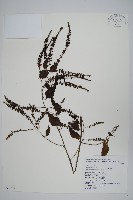 漿果莧、紐藤藏品圖，第1張