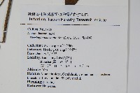 漿果莧、紐藤藏品圖，第2張