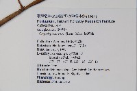 隱鱗藤藏品圖，第2張