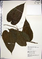 百部藏品圖，第1張