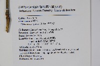 六角英, 槍刀菜藏品圖，第2張