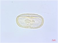 臺灣前胡藏品圖，第1張