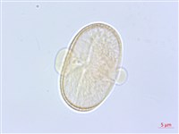 臺灣前胡藏品圖，第2張