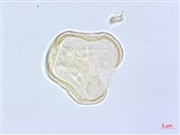 臺灣前胡藏品圖，第3張