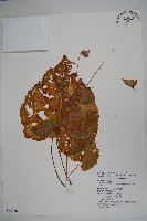 南台灣秋海棠藏品圖，第1張