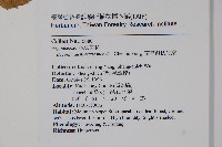 南台灣秋海棠藏品圖，第2張