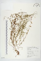 土丁桂藏品圖，第1張