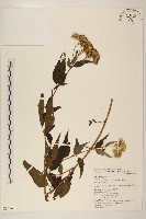 塔山澤蘭藏品圖，第1張