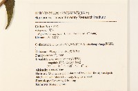 塔山澤蘭藏品圖，第2張