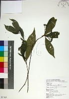 薄葉玉心花藏品圖，第1張