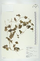 天花藏品圖，第1張