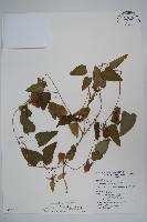 金錢豹藏品圖，第1張