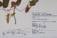 金錢豹藏品圖，第2張