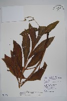 琉璃草藏品圖，第1張