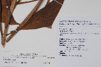 琉璃草藏品圖，第2張