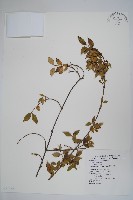 台灣念珠藤藏品圖，第1張