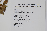 台灣念珠藤藏品圖，第2張