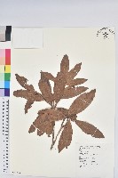 森氏杜鵑、森氏滿江紅藏品圖，第1張