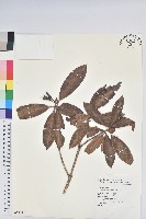 森氏杜鵑、森氏滿江紅藏品圖，第1張