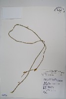 武靴藤藏品圖，第1張