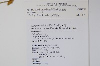 武靴藤藏品圖，第2張