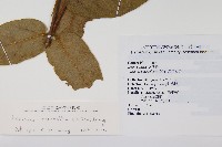 大花忍冬藏品圖，第2張