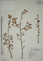 霧社山櫻花藏品圖，第1張