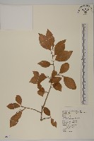 光果南蛇藤藏品圖，第1張