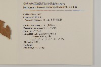 光果南蛇藤藏品圖，第2張