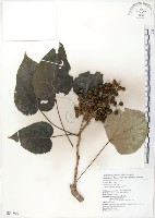 山桐子藏品圖，第1張