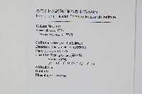 青葙藏品圖，第2張