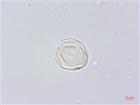 假柃木、賽柃木藏品圖，第2張