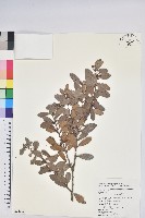 凹葉越橘藏品圖，第1張