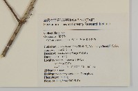 多花滇南蛇藤藏品圖，第2張