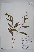 琉璃草藏品圖，第1張