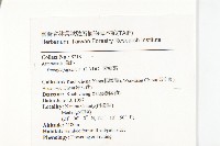 黃鵪菜藏品圖，第2張