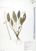 車前草藏品圖，第1張